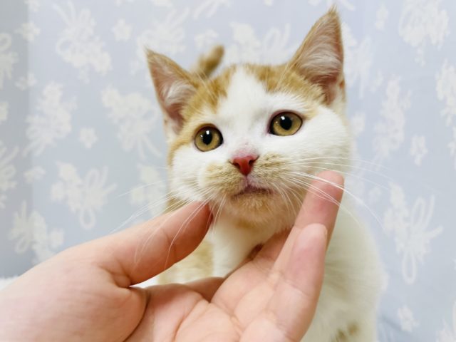 スコティッシュフォールド