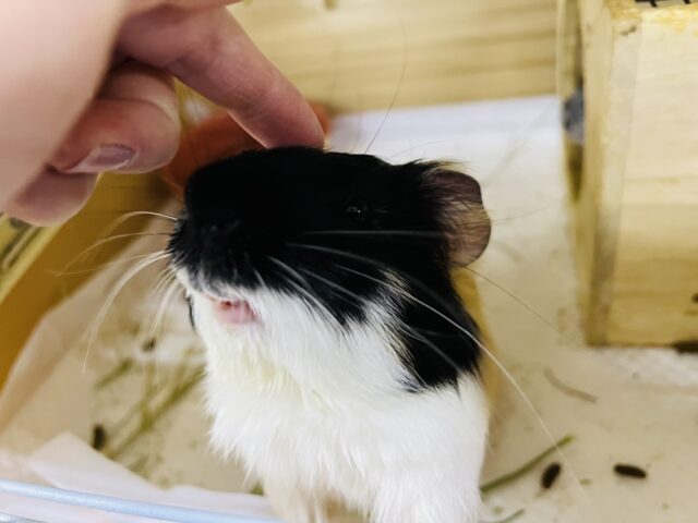 イングリッシュモルモット