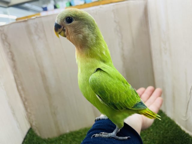 コザクラインコ（小桜インコ）