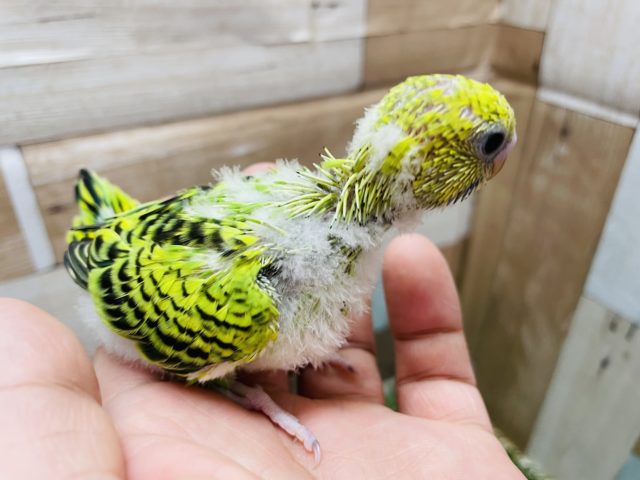 セキセイインコ