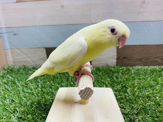 サザナミインコ