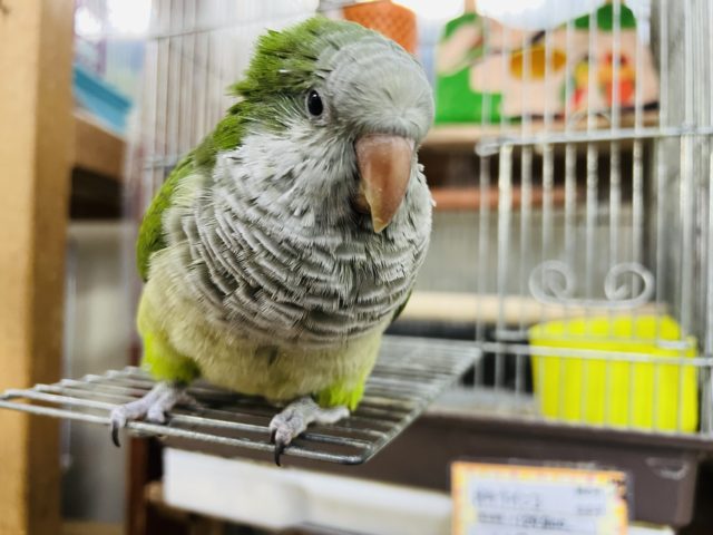 オキナインコ