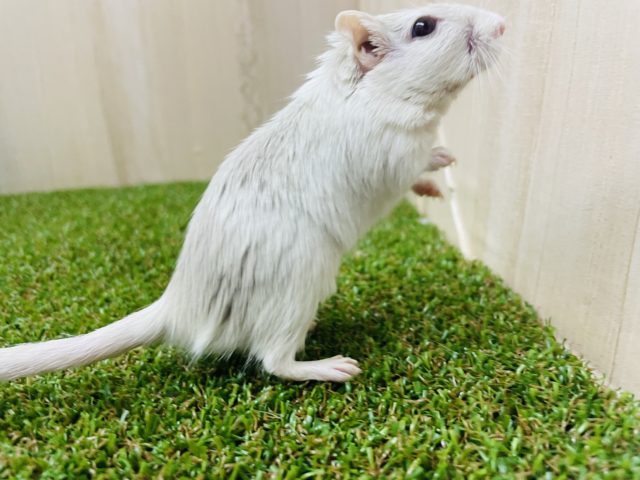 カラージャービル（スナネズミ）