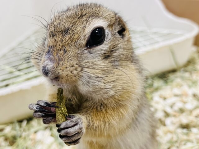 リチャードソンジリス