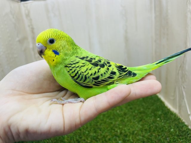 セキセイインコ
