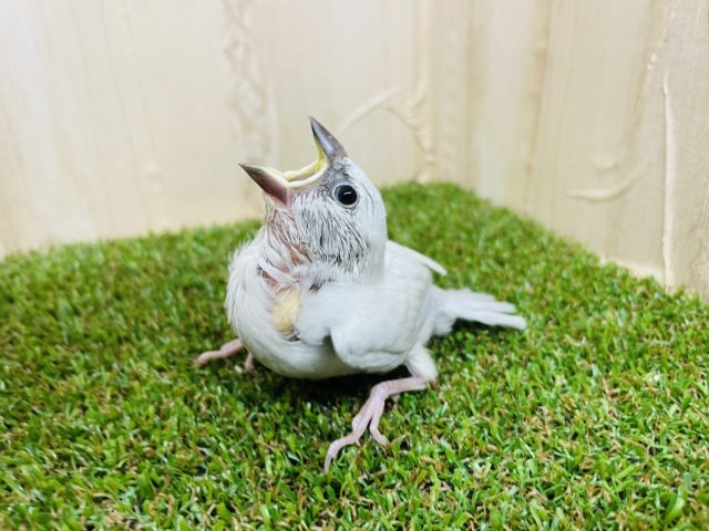 シルバー文鳥
