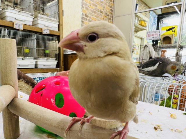 シナモン文鳥