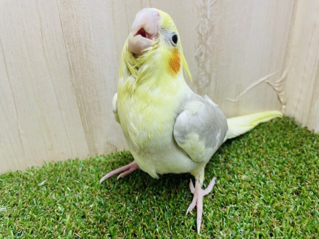 オカメインコ