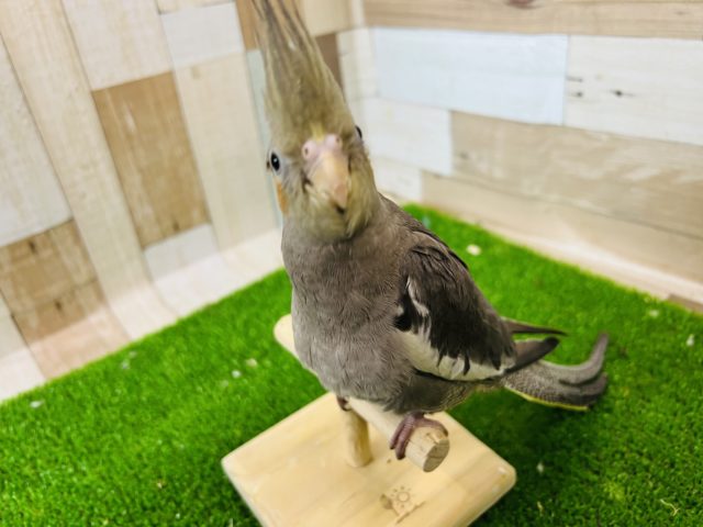 オカメインコ