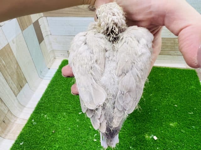 ジュズカケバト