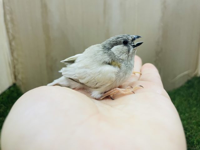 錦花鳥（キンカチョウ）