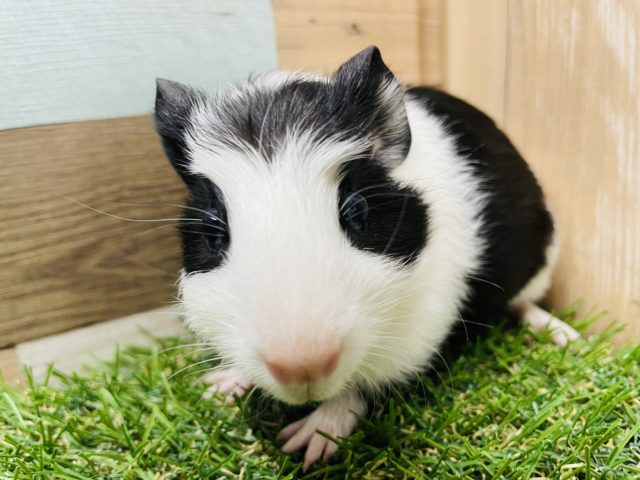 クレステッドモルモット