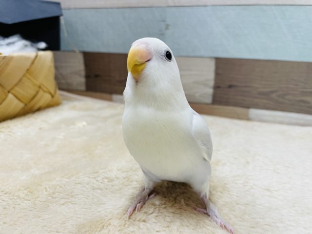 コザクラインコ（小桜インコ）