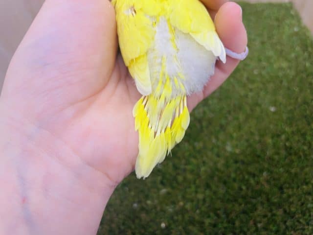 セキセイインコ