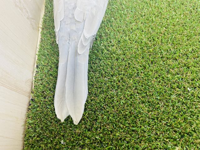 ジュズカケバト