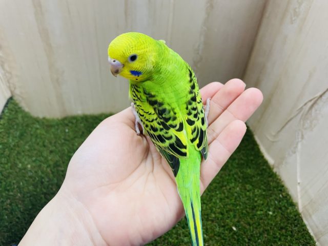 セキセイインコ