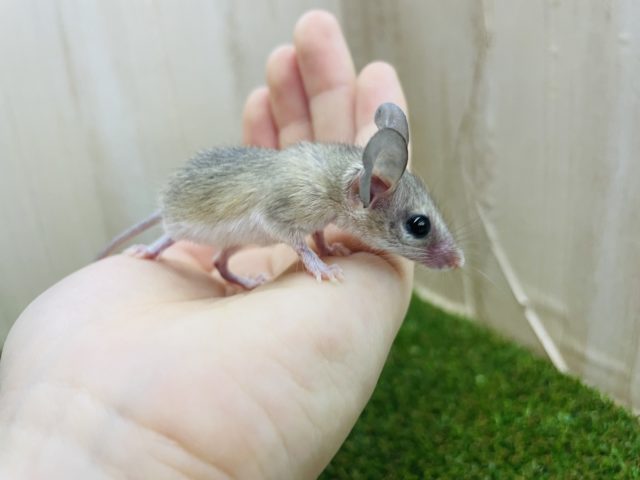 カイロトゲマウス