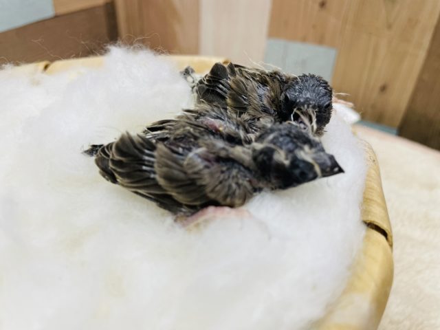 錦花鳥（キンカチョウ）