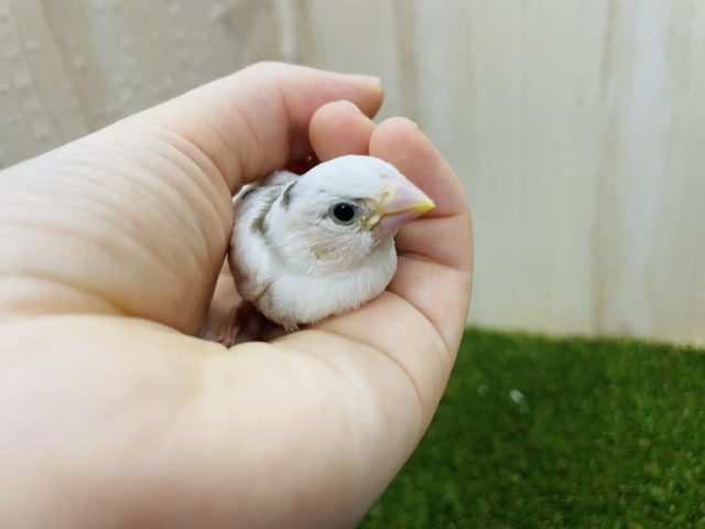 十姉妹（ジュウシマツ）