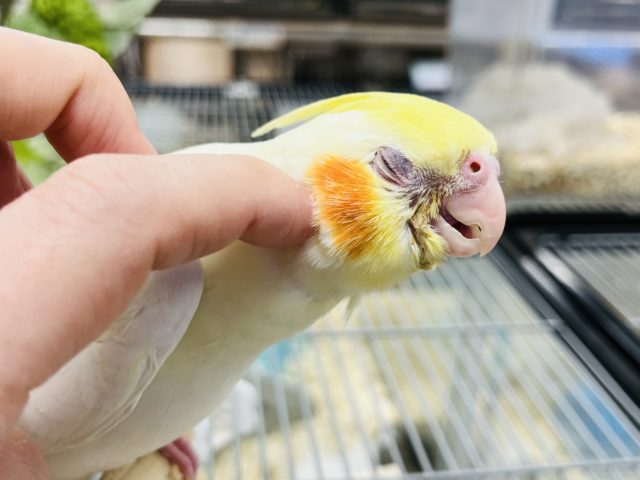 【最新画像更新!☆】ガーガー鳴くよ♫オカメインコ(ルチノー)ヒナ オカメインコ