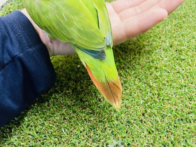 コザクラインコ（小桜インコ）