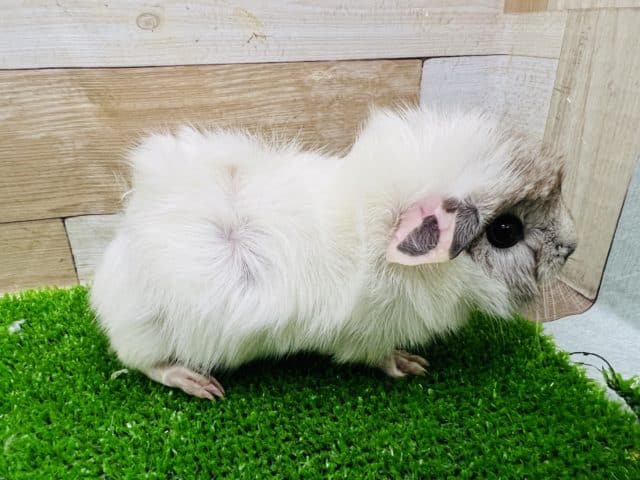 アビシニアンモルモット