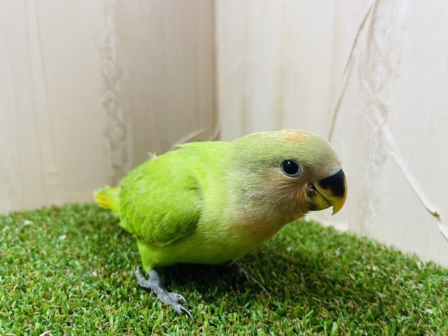 コザクラインコ（小桜インコ）