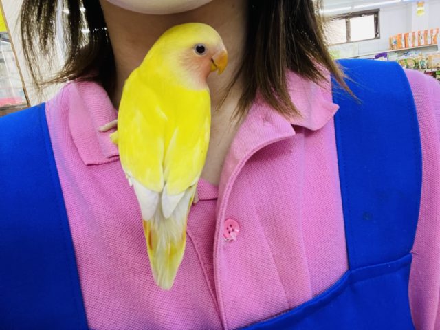 コザクラインコ（小桜インコ）