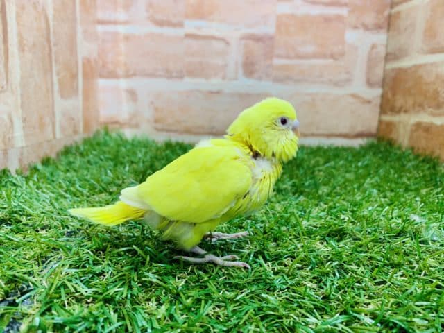 セキセイインコ