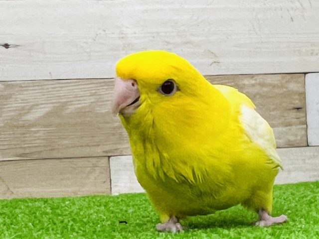 サザナミインコ