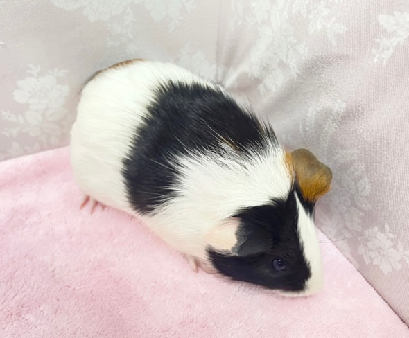 イングリッシュモルモット