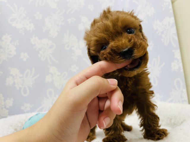 トイプードル