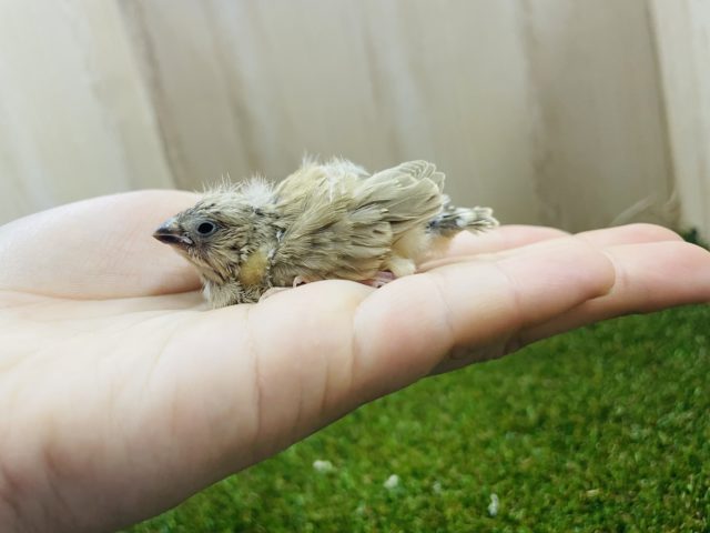 錦花鳥（キンカチョウ）