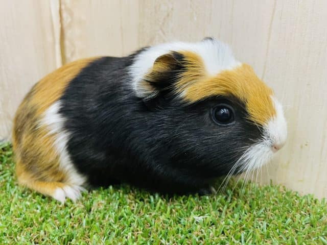 クレステッドモルモット