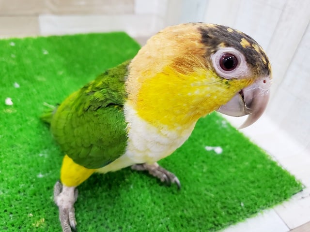 愛嬌たっぷりなインコさん♪シロハラインコ! シロハラインコ