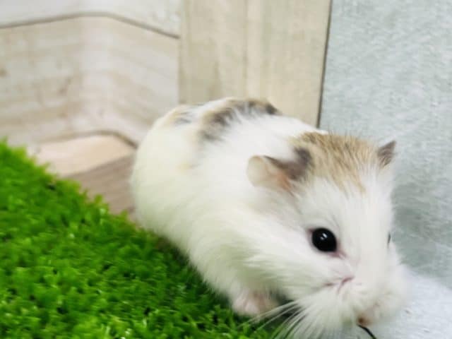 ロボロフスキーハムスター