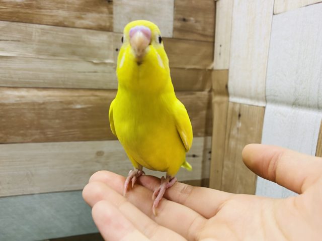 セキセイインコ
