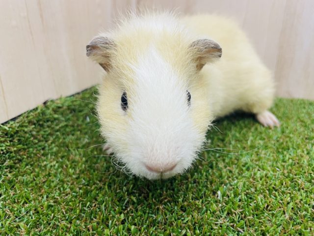 テディモルモット