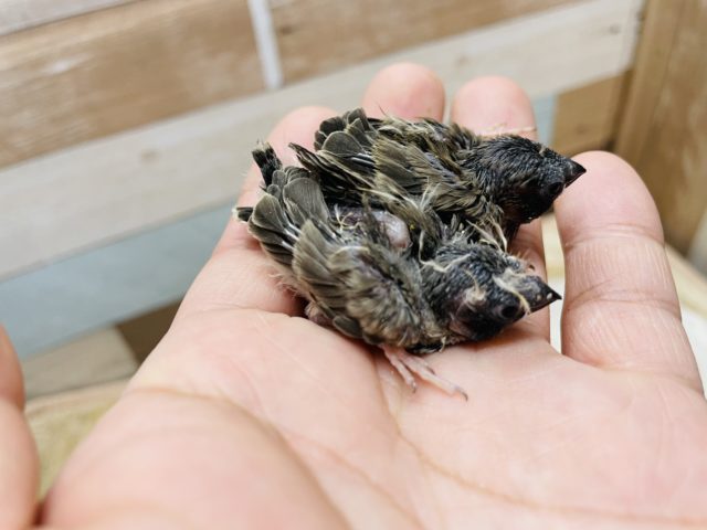 錦花鳥（キンカチョウ）