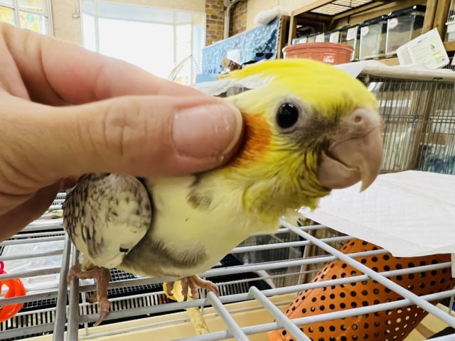 オカメインコ