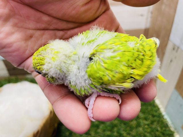 セキセイインコ