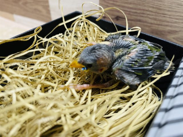 チモールセイコウチョウ