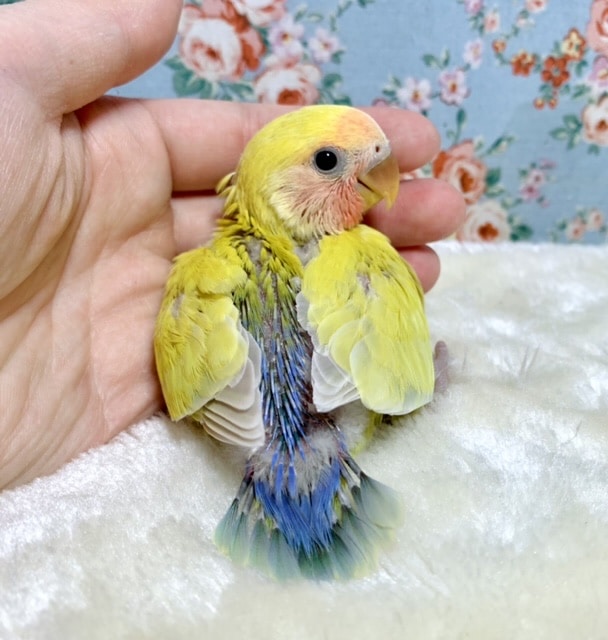 コザクラインコ（小桜インコ）