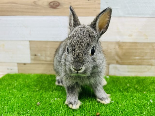 ネザーランドドワーフ