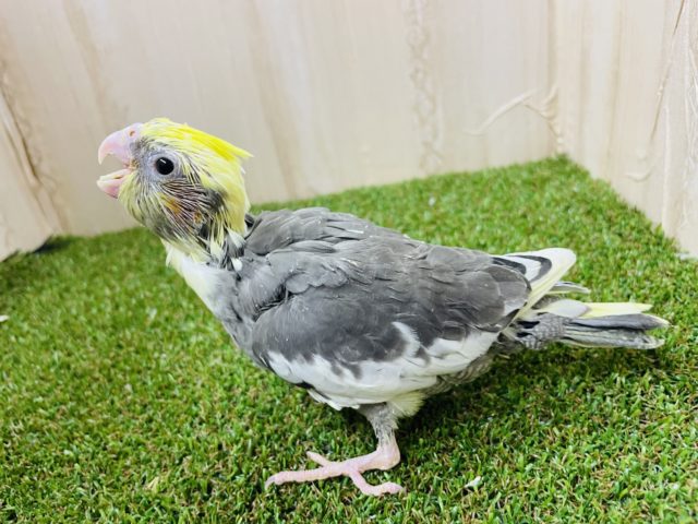 オカメインコ
