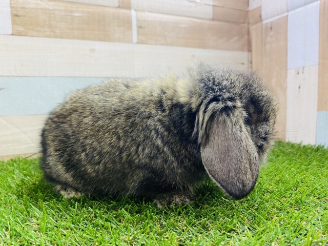 ロップイヤーラビット