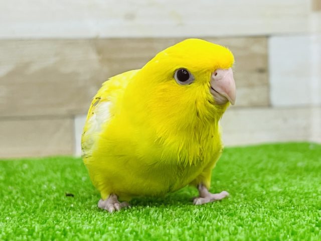 サザナミインコ