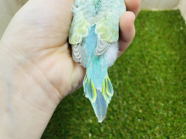 セキセイインコ