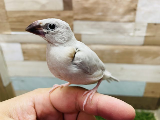 シルバー文鳥