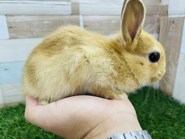 ネザーランドドワーフ